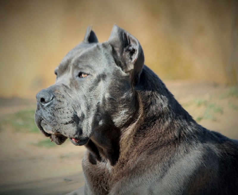 Chien Elevage Du Règne De Malaudrea élevage De Cane