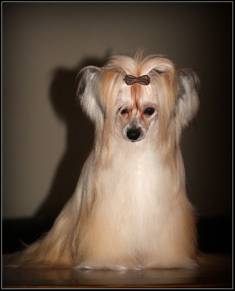 Vice championne de france 2015 , isadora bella Du coeur des ténèbres