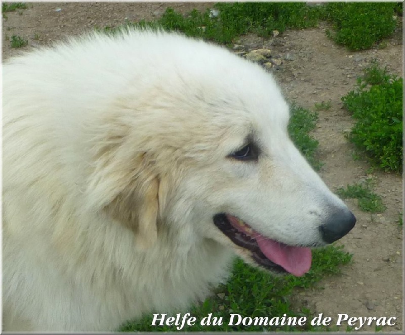 Helfe du Domaine de Peyrac