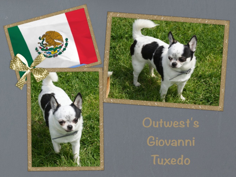 outwest's Giovanni tuxedo