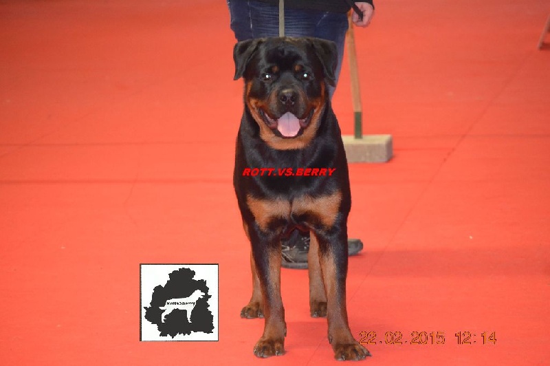 Chien Rottweiler Jähzornig darth vader Vom Hause Cervo
