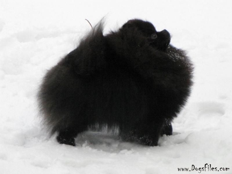 CH. mythical poms Right black at you