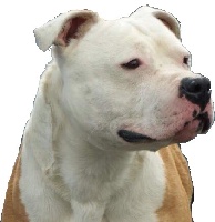 Étalon American Staffordshire Terrier - CH. Elton of dog's island (Sans Affixe)