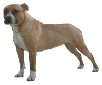 Étalon American Staffordshire Terrier - Héméra royal monténégro Of Dog's Island