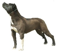 Étalon American Staffordshire Terrier - Harbor pearl Of Dog's Island