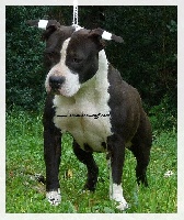 Étalon American Staffordshire Terrier - Back To Basic Izzy pure addiction
