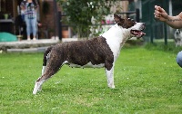 Étalon American Staffordshire Terrier - Hanieshka lya zvezda Of Passion Amstaff 