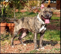 Étalon American Staffordshire Terrier - Hot style des Terres du Salagou