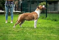 Étalon American Staffordshire Terrier - Hyorka Of Passion Amstaff 