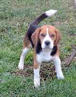Étalon Beagle - Idol (Sans Affixe)