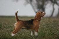Étalon Beagle - Johnny à l'idée de Maxcecan