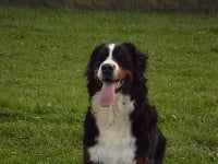 Étalon Bouvier Bernois - Happyness Des Galipes O'dogs