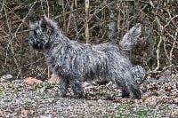 Étalon Cairn Terrier - Julie zumba de la Manade d'Ecosse