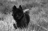 Étalon Cairn Terrier - Elite du Pre de L'Oserais