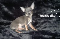 Étalon Chihuahua - de la Grange Enchantée Houdini blue