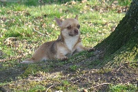 Étalon Chihuahua - Iasmina de la Cité d'Hinka