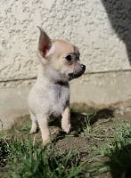 Étalon Chihuahua - Lie to me alias lulu Du Berceau De L'Hiver