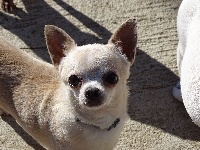 Étalon Chihuahua - Djoice Des muses du haut forez