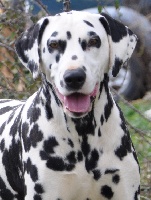 Étalon Dalmatien - les chiens de florence Indy
