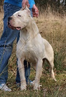 Étalon Dogo Argentino - Faramir of kylian's creek