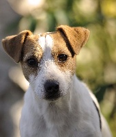 Étalon Jack Russell Terrier - Vraiment beau de la vallée vérouillée