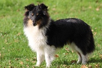 Étalon Shetland Sheepdog - Jazz man Des mille eclats des tournesol
