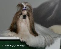 Étalon Shih Tzu - CH. Inzo Du pays des neiges