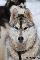 Étalon Siberian Husky - Wolf Island Jasmine