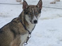 Étalon Siberian Husky - J'katniss Amanuq