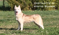 Étalon Siberian Husky - Hespelette of Arctic Glance