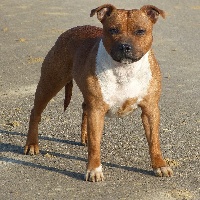 Étalon Staffordshire Bull Terrier - Gaika (Sans Affixe)