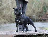 Étalon Staffordshire Bull Terrier - Rahzel's stars Indracadabra
