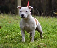 Étalon Staffordshire Bull Terrier - Just the only one Of Spartiate Spirit