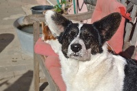 Étalon Welsh Corgi Cardigan - des celtes d'iroise Happy
