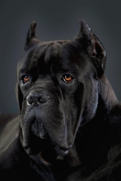 Cane Corso - CH. Alonso de la mirage de torrellas