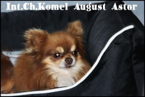 CH. komel August astor