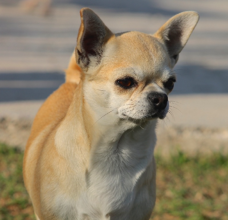Chihuahua - Ivana du Domaine San Sébastian