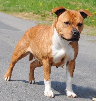 Étalon American Staffordshire Terrier - Fashion victime Of big-idle
