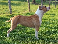 Étalon American Staffordshire Terrier - Izy Of Queen Georgia