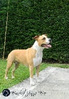 Étalon American Staffordshire Terrier - CH. Ivy (Sans Affixe)