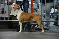 Étalon American Staffordshire Terrier - Inoka of The Soul Kennel Staff
