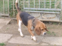 Étalon Beagle - Fany (Sans Affixe)