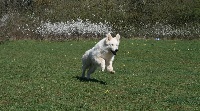 Étalon Berger Blanc Suisse - Krunchie kid dexter made to measure