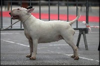 Étalon Bull Terrier - Heaven White Ink of ear