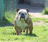 Étalon Bulldog Anglais - Feobe the charmer ermes du Jardin des Fleurs de Lys