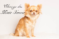 Étalon Chihuahua - Guess des Minis Forever