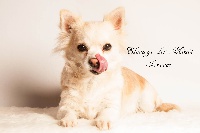 Étalon Chihuahua - Hachley des Minis Forever