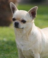 Étalon Chihuahua - Georgia du Domaine San Sébastian