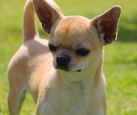 Étalon Chihuahua - Jessica du Domaine San Sébastian
