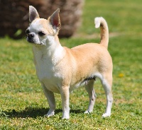 Étalon Chihuahua - CH. Habana du Domaine San Sébastian